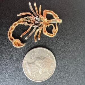 14k 6.7g Gold Scorpion Charm - Image 5